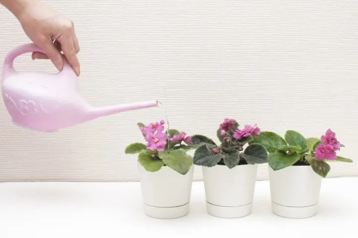 Cây cảnh nhỏ nhắn và quyến rũ, vẻ đẹp của tình yêu vĩnh cửu - Hình 8 Cay canh nho nhan va quyen ru, ve dep cua tinh yeu vinh cuu-Hinh-8