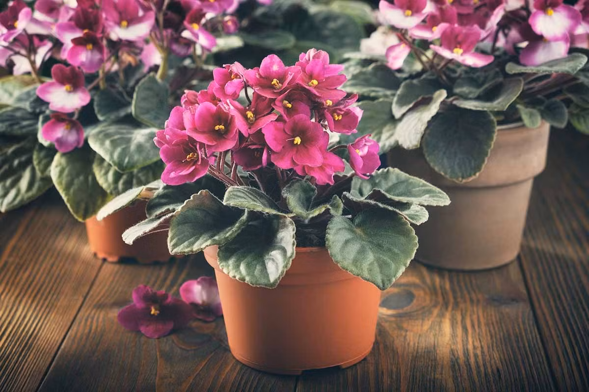 Cay canh nho nhan va quyen ru, ve dep cua tinh yeu vinh cuu-Hinh-3