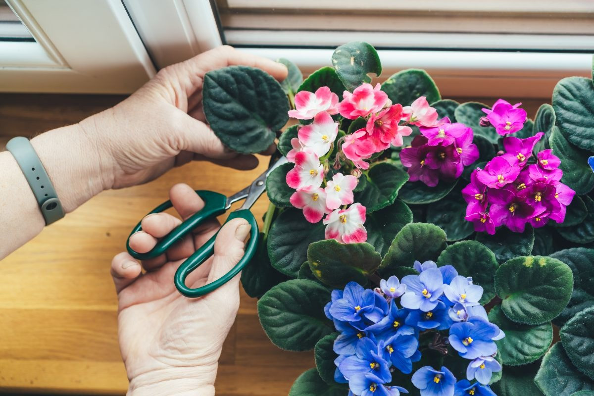 Cây cảnh nhỏ nhắn và quyến rũ, vẻ đẹp của tình yêu vĩnh cửu - Hình 10 Cay canh nho nhan va quyen ru, ve dep cua tinh yeu vinh cuu-Hinh-10