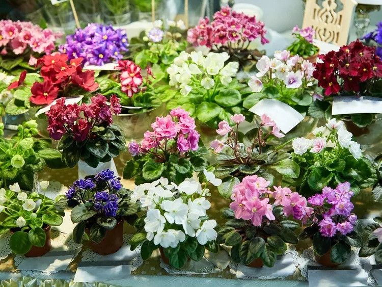 Cây cảnh nhỏ nhắn và quyến rũ, vẻ đẹp của tình yêu vĩnh cửu - Hình 15 Cay canh nho nhan va quyen ru, ve dep cua tinh yeu vinh cuu-Hinh-15