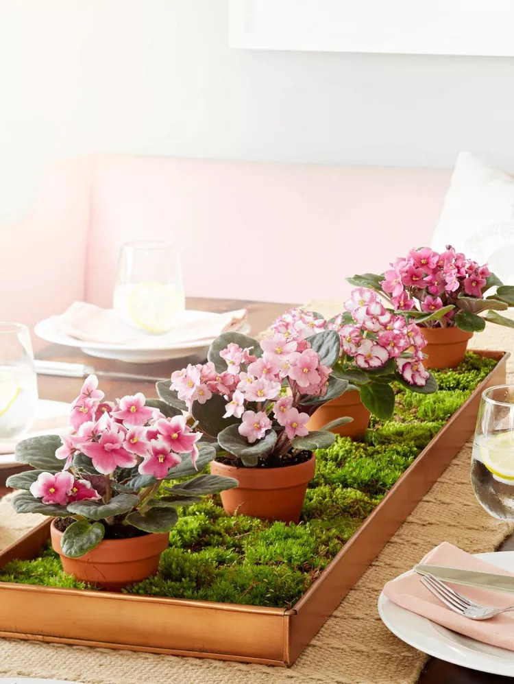 Cây cảnh nhỏ nhắn và quyến rũ, vẻ đẹp của tình yêu vĩnh cửu - Hình 4 Cay canh nho nhan va quyen ru, ve dep cua tinh yeu vinh cuu-Hinh-4