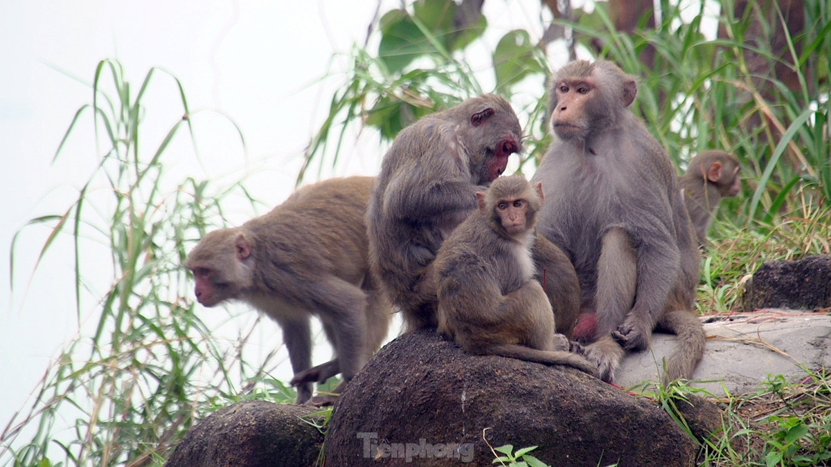 Hình ảnh những đàn khỉ hàng trăm con trên hành trình lên với đỉnh Sơn Trà mà du khách thường xuyên bắt gặp.