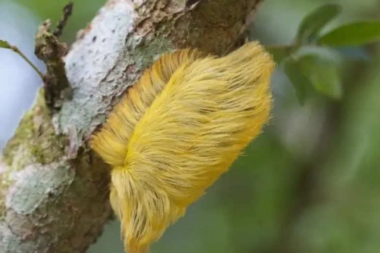 Loai sau buom trong giong toc gia nhung lai doc nhat