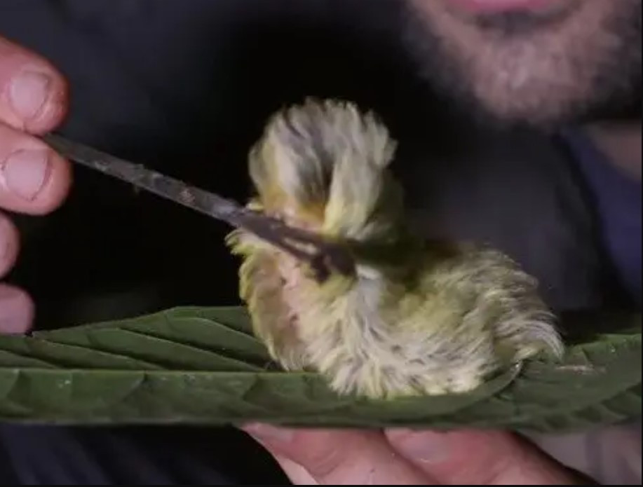 Loai sau buom trong giong toc gia nhung lai doc nhat-Hinh-2