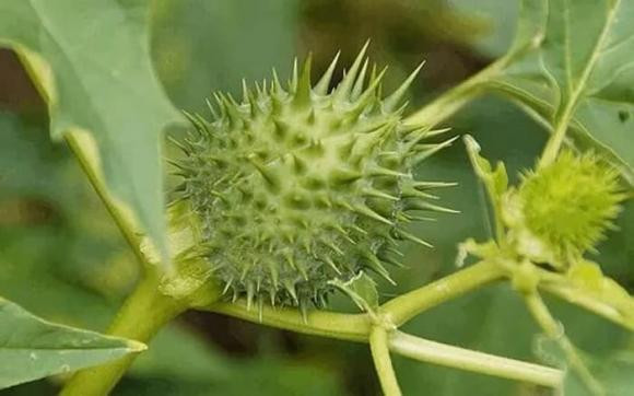 Loai cay nguy hiem nhat the gioi moc hoang nhieu o Viet Nam-Hinh-5