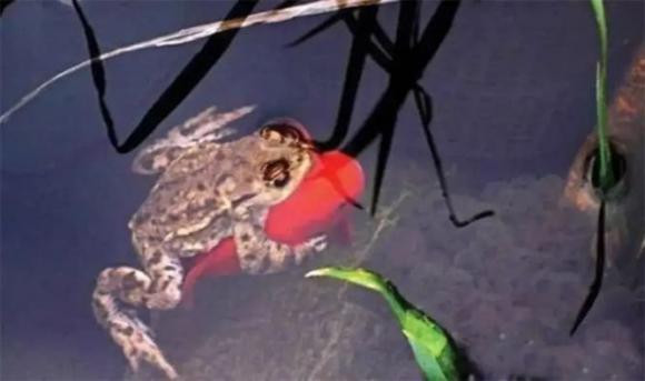 Su that coc vang om ca chep khien ban mo rong tam mat!-Hinh-6