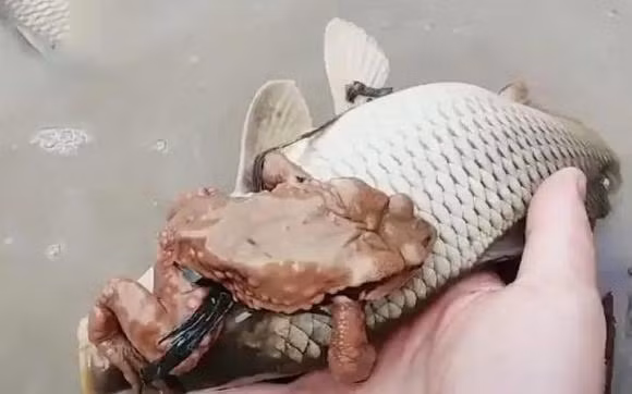 Su that coc vang om ca chep khien ban mo rong tam mat!-Hinh-7