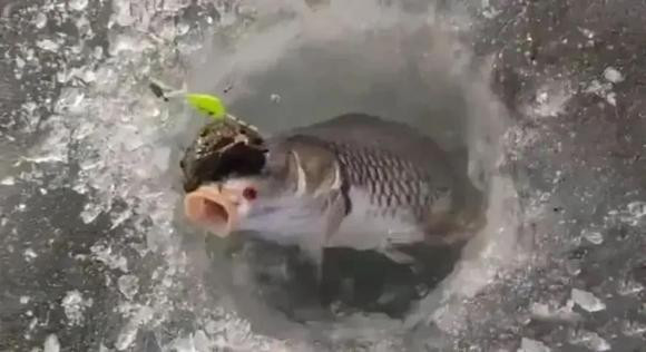 Su that coc vang om ca chep khien ban mo rong tam mat!-Hinh-3