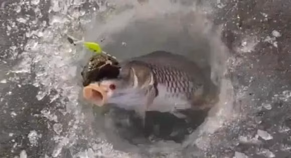 Su that coc vang om ca chep khien ban mo rong tam mat!-Hinh-3