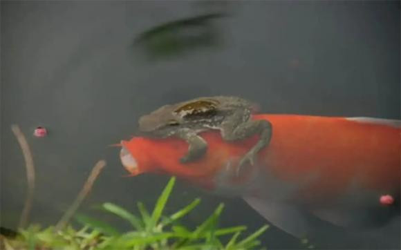 Su that coc vang om ca chep khien ban mo rong tam mat!-Hinh-5