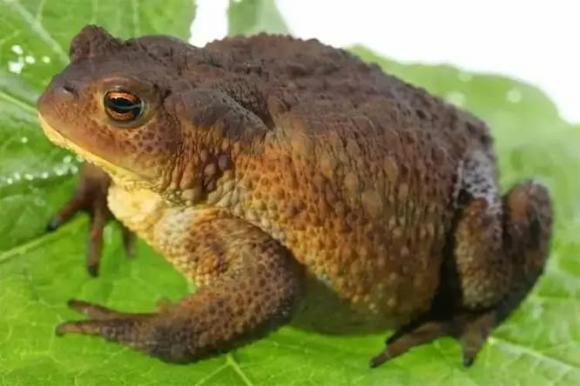 Su that coc vang om ca chep khien ban mo rong tam mat!-Hinh-2