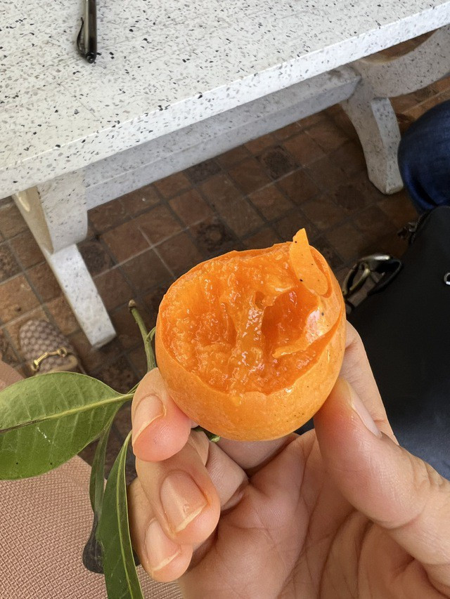 Bi quyet trong thanh tra ngot cua lao nong o mien Tay-Hinh-7