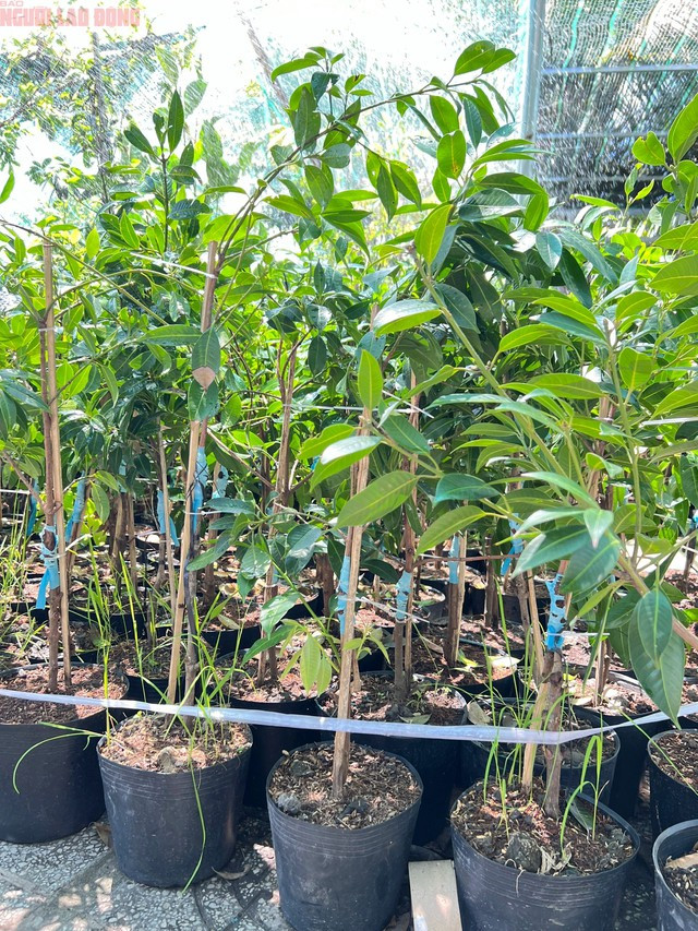 Bi quyet trong thanh tra ngot cua lao nong o mien Tay-Hinh-9