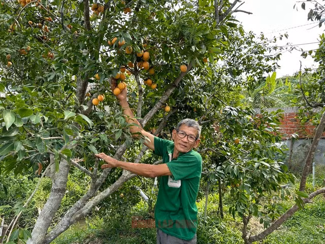 Bi quyet trong thanh tra ngot cua lao nong o mien Tay-Hinh-4