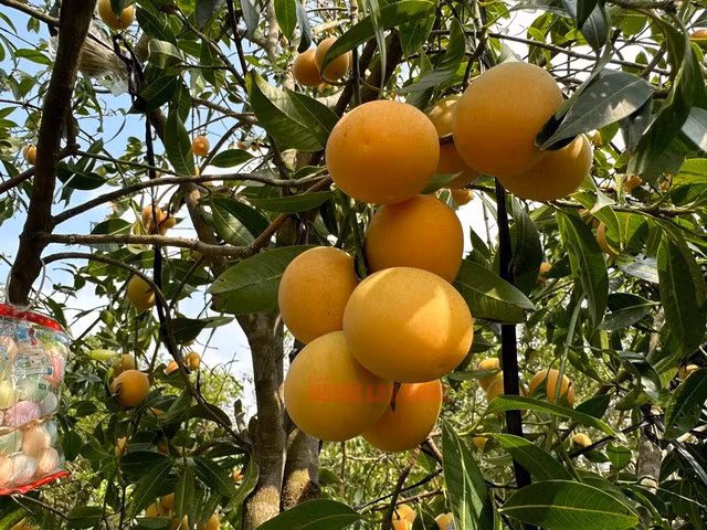 Bi quyet trong thanh tra ngot cua lao nong o mien Tay-Hinh-2