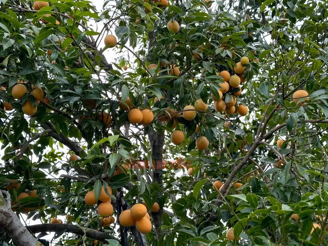 Bi quyet trong thanh tra ngot cua lao nong o mien Tay-Hinh-3