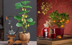 “Trong nhà không có 3 thứ tiếng, con cháu khó giàu có vinh hoa“ - Hình 9 “Trong nha khong co 3 thu tieng, con chau kho giau co vinh hoa“-Hinh-9