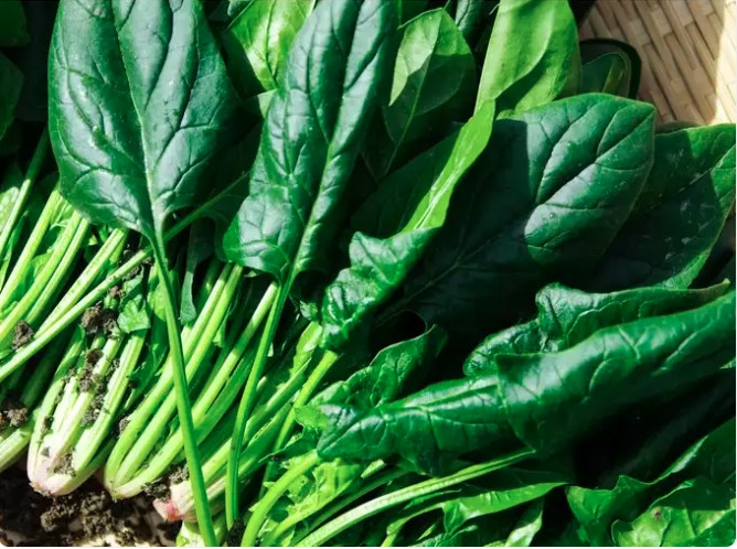 Rau bina: Rau bina là một loại rau giàu dinh dưỡng khác có nhiều chất xơ và ít carbohydrate. Nó cũng giàu vitamin A và C, sắt và các chất dinh dưỡng cần thiết khác.