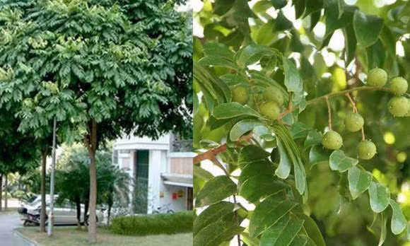 Cay sau co y nghia gi, trong ben trai hay ben phai cua nha?