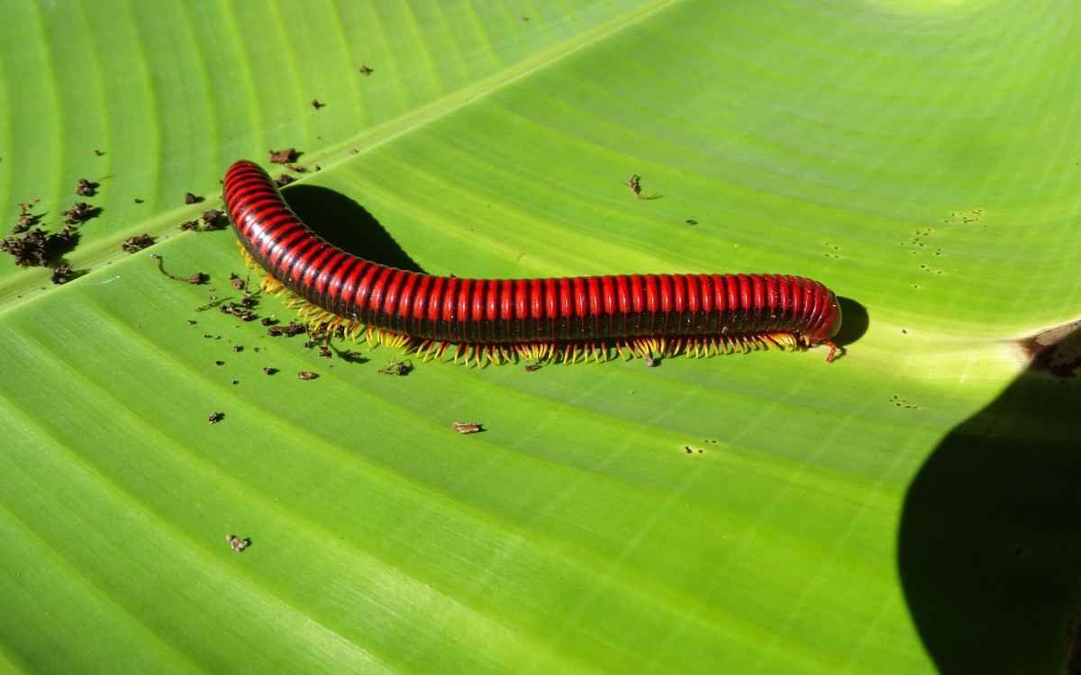 Loai vat la 'dan choi' dang cap nhat hanh tinh-Hinh-3