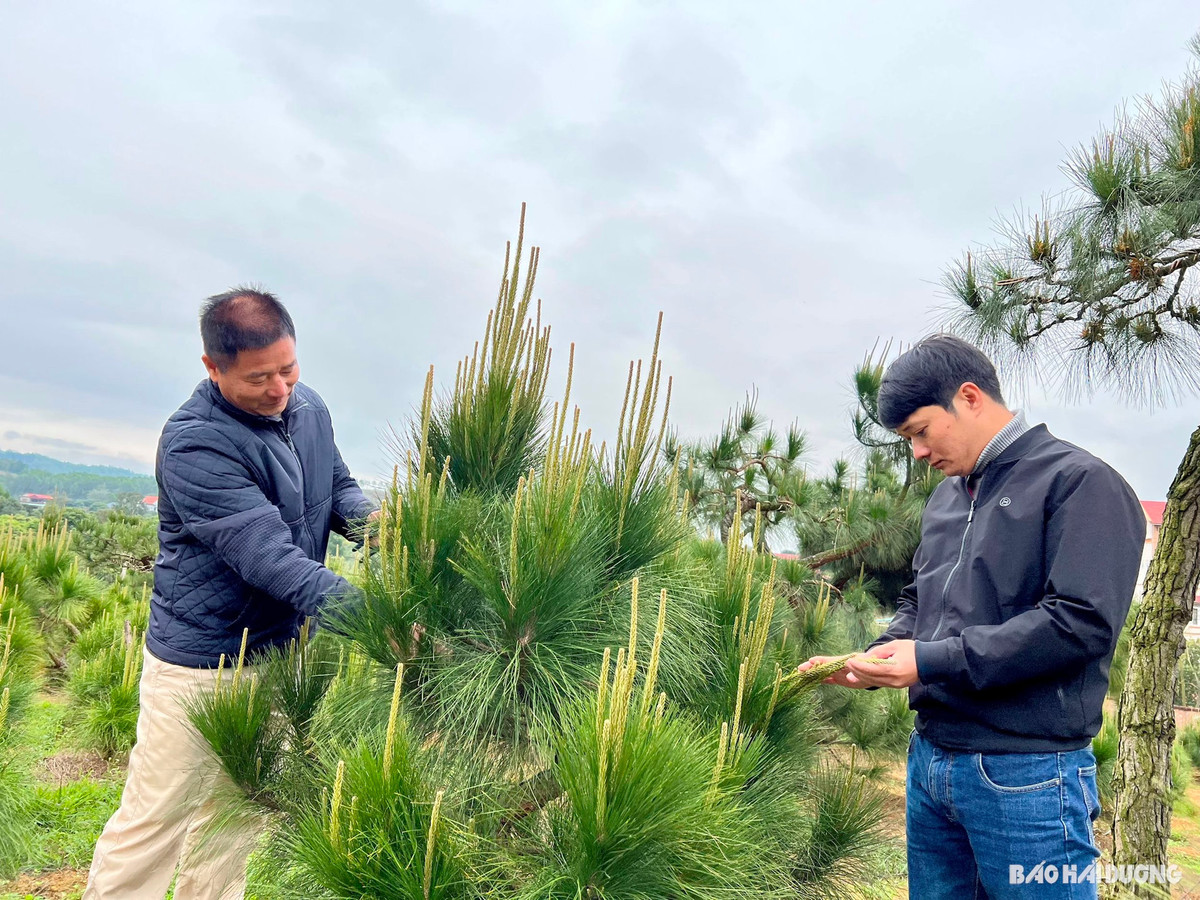Đưa cây rừng làm cảnh, ông nông dân Hải Dương thu lãi 4-5 tỷ đồng - Hình 2 Dua cay rung lam canh, ong nong dan Hai Duong thu lai 4-5 ty dong-Hinh-2