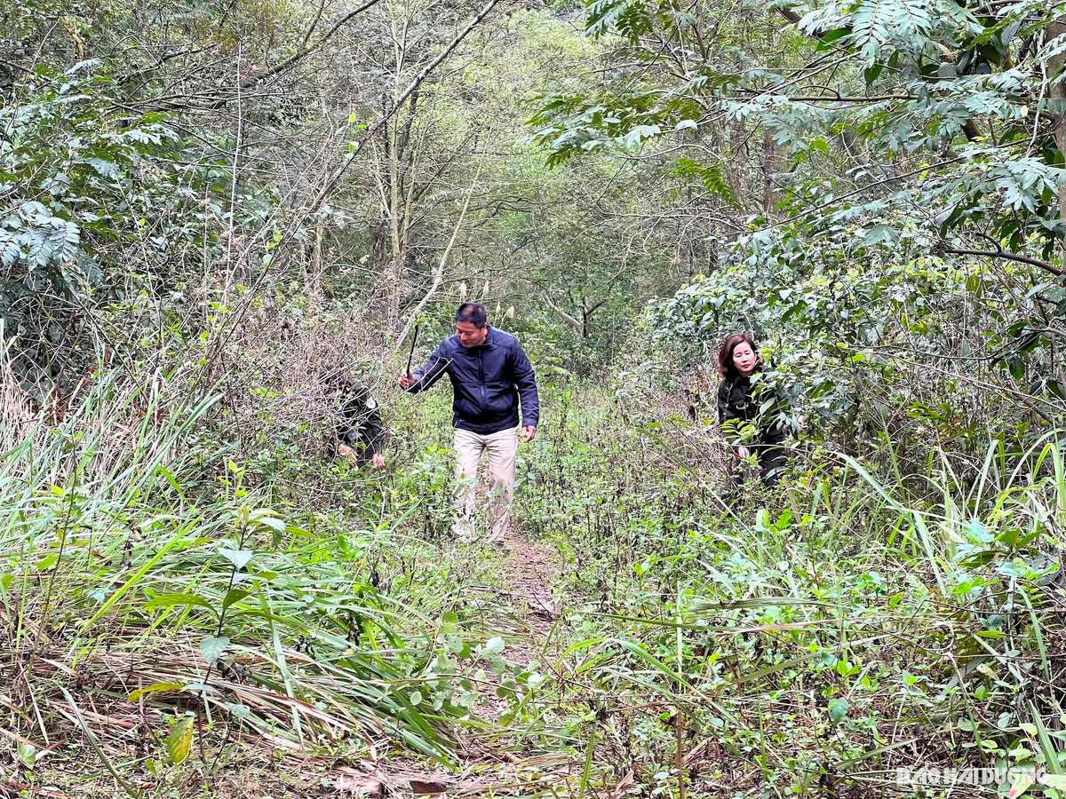 Đưa cây rừng làm cảnh, ông nông dân Hải Dương thu lãi 4-5 tỷ đồng Dua cay rung lam canh, ong nong dan Hai Duong thu lai 4-5 ty dong