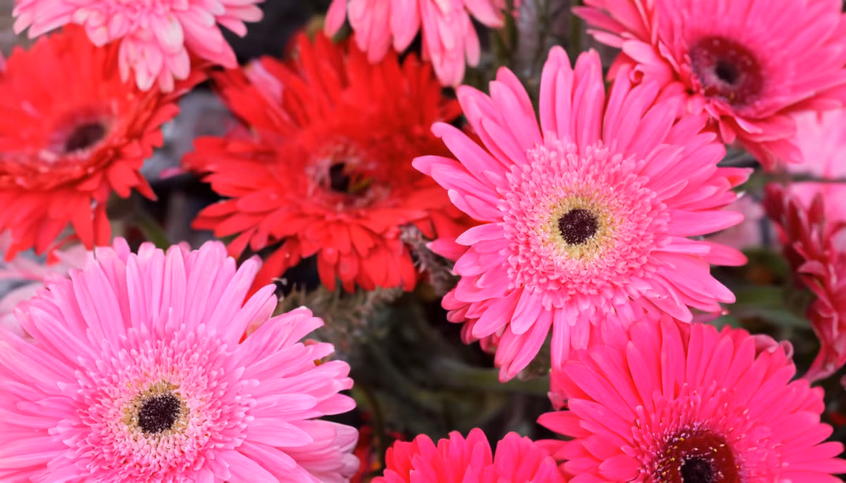 Mua xuan rac loc: 3 con giap cuoi thang 1 duoc Than Tai goi ten-Hinh-3