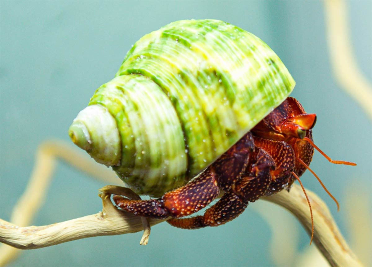 Ky la loai oc khong an duoc gia toi ca trieu dong mot con