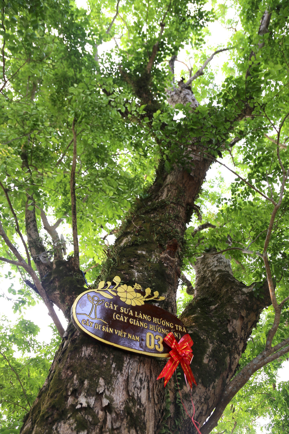 Ngam quan the 9 cay giang huong an tram tuoi o Quang Nam-Hinh-4