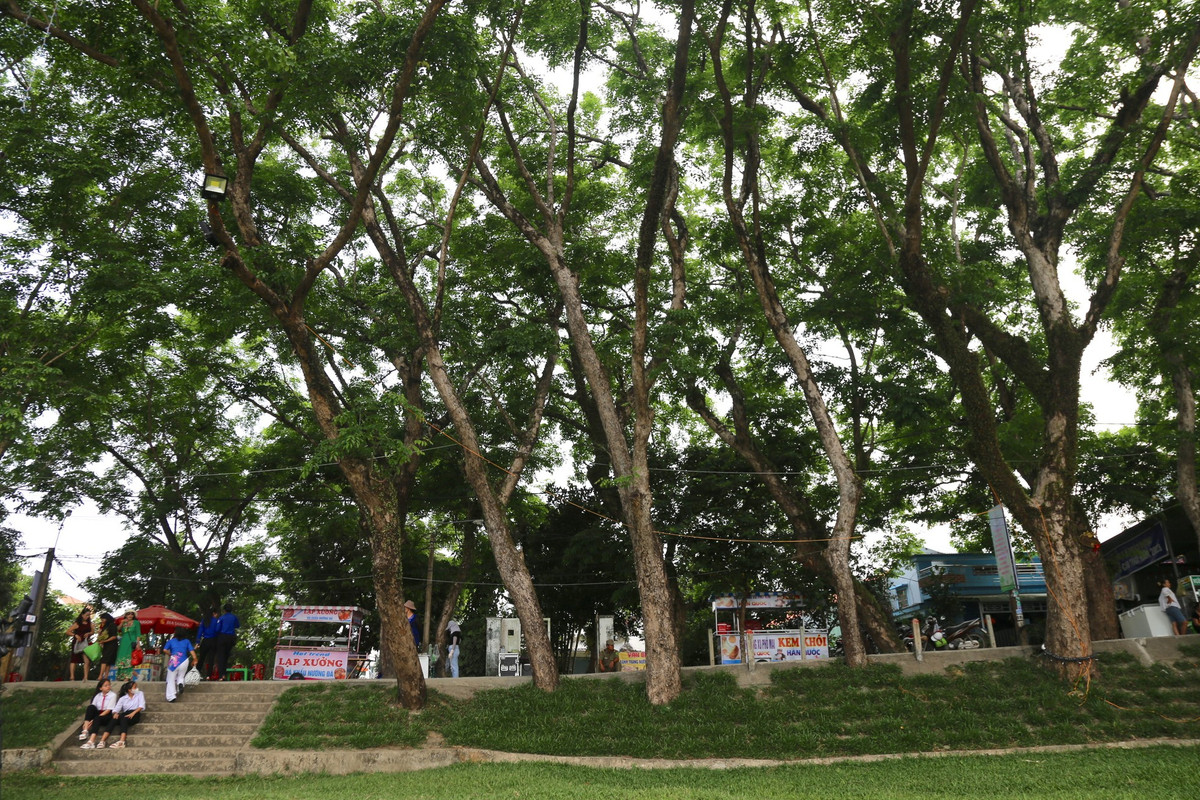 Ngam quan the 9 cay giang huong an tram tuoi o Quang Nam-Hinh-9