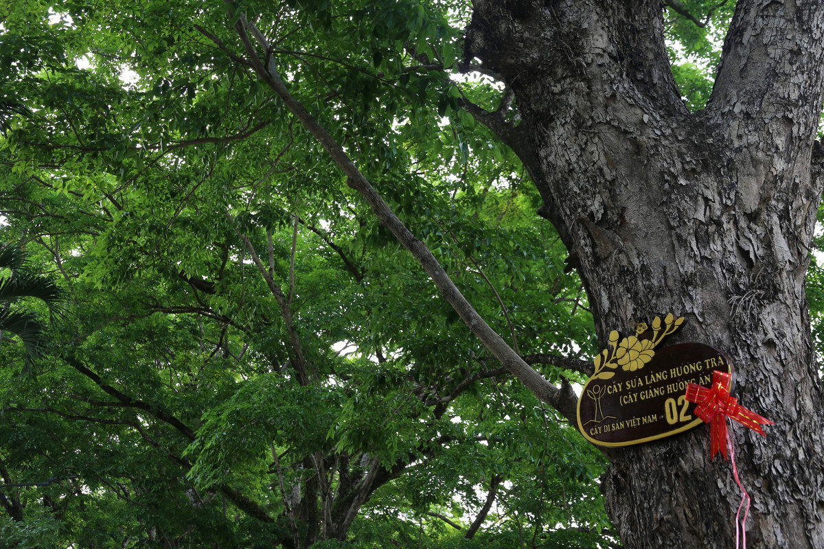 Ngam quan the 9 cay giang huong an tram tuoi o Quang Nam-Hinh-3