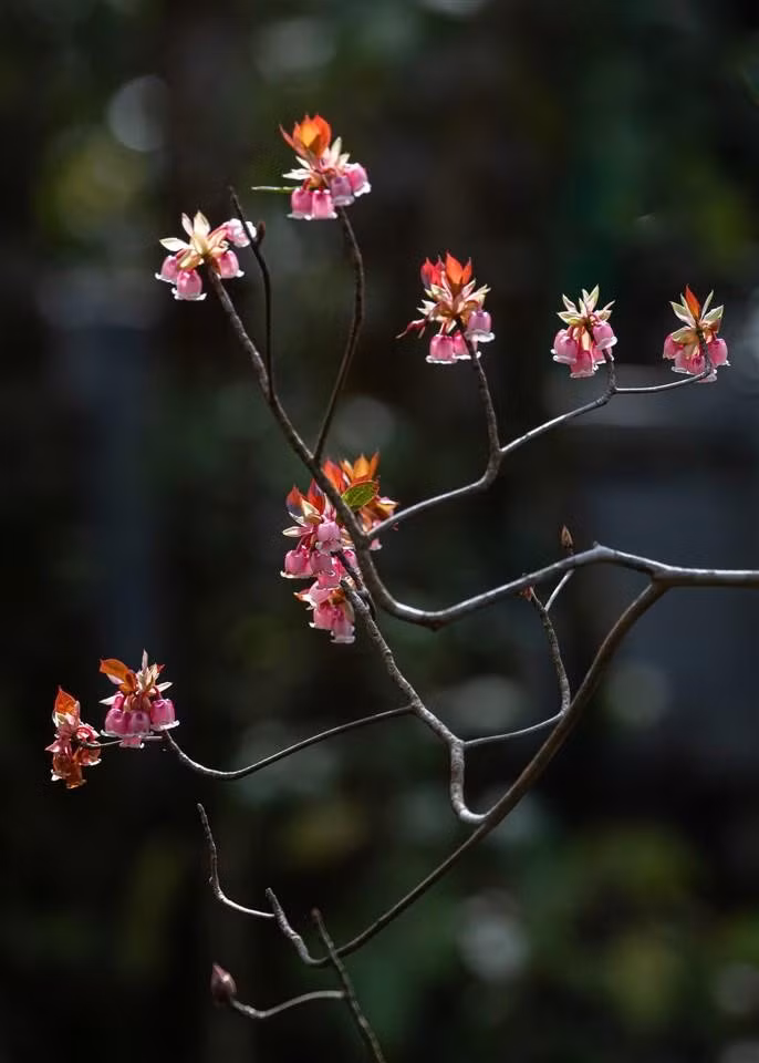 Cứ mỗi độ xuân về, khu du lịch Sun World Ba Na Hills lại khoác lên mình tấm áo mới mang vẻ đẹp trong trẻo, ấn tượng của mùa xuân với sắc hồng của những bông Đào chuông, nhỏ bé dịu dàng như những chiếc chuông màu hồng xinh xắn, khiến người ta không thể không yêu. (Ảnh: NAG Tuấn Lê)