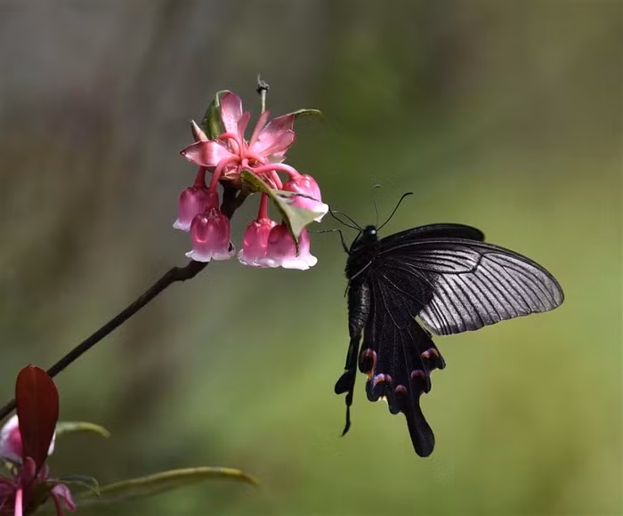 Đây là loài hoa đặc trưng báo hiệu mùa xuân về, chỉ nở trên đỉnh Bà Nà và một số ít nơi có thổ nhưỡng phù hợp. (Ảnh: NAG Đào Quang Tuyên)