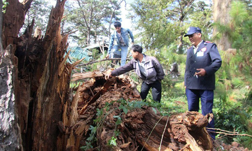 Gốc thông có đường kính gần 1m bị mộc ruỗng gần hết.