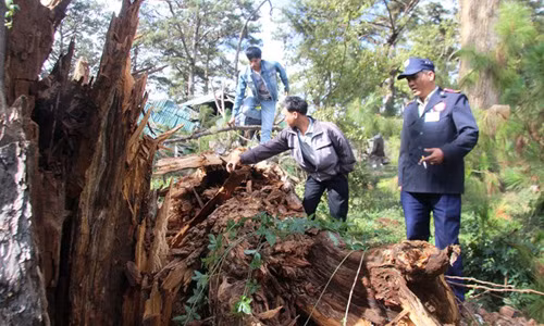 Gốc thông có đường kính gần 1m bị mộc ruỗng gần hết.