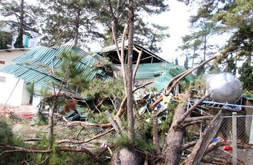 Ngọn thông đè sập một góc căn tin bệnh viện đa khoa tỉnh Lâm Đồng nơi có hàng chục người đang ăn uống.