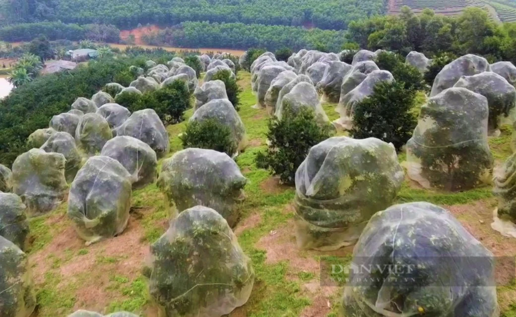 Trong cam, trong buoi huu co, mot nong dan Nghe An thu tien ty-Hinh-4