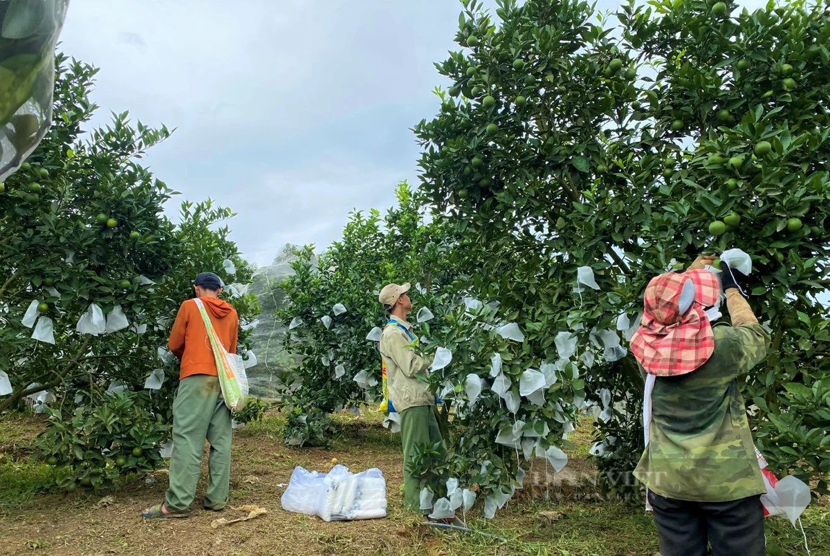 Trong cam, trong buoi huu co, mot nong dan Nghe An thu tien ty-Hinh-5