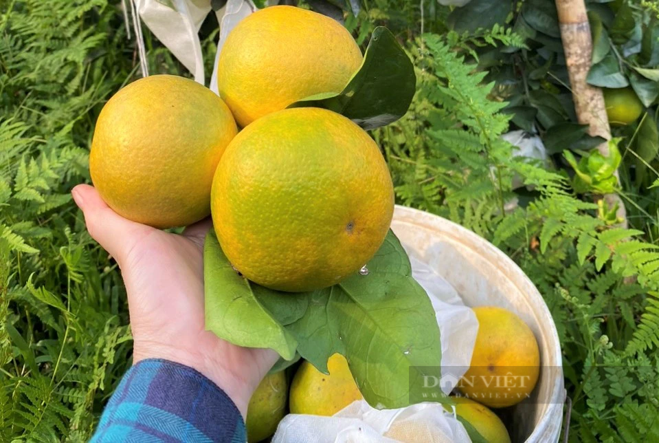 Trong cam, trong buoi huu co, mot nong dan Nghe An thu tien ty-Hinh-7