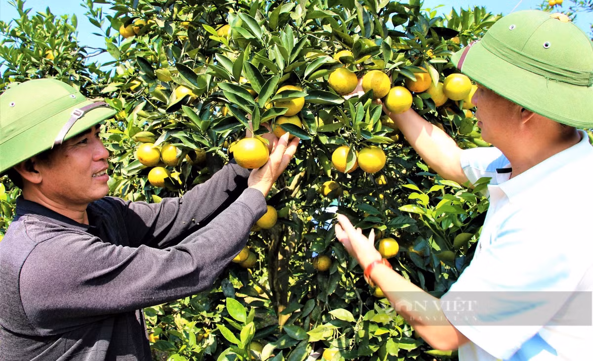 Trong cam, trong buoi huu co, mot nong dan Nghe An thu tien ty