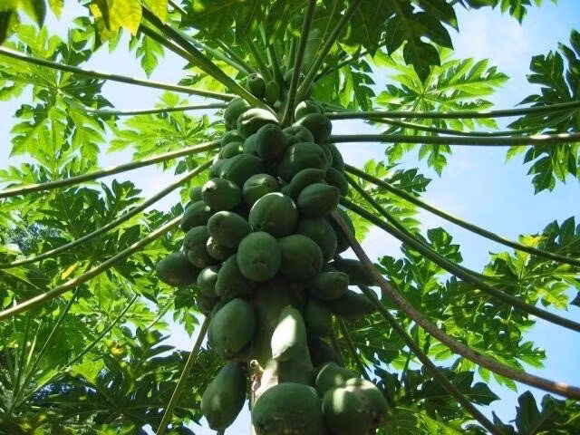 Cong dung khong ngo cua la du du