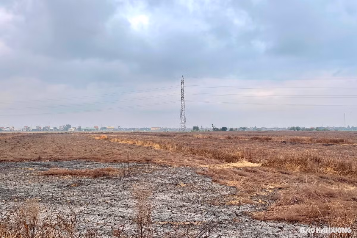 Check-in tai ruong co chay o xa Cam Vu- can than mot dieu-Hinh-3