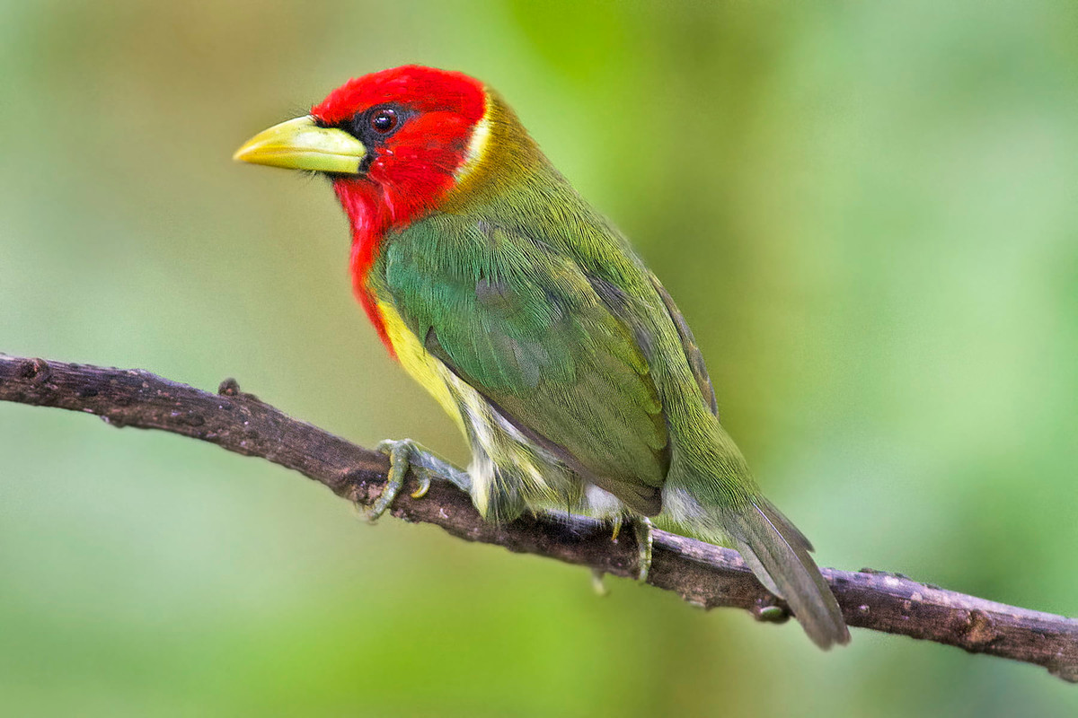 rong thế giới rộng lớn này, luôn có một vài con giáp rất tốt bụng, thông minh, được mọi người khen ngợi và yêu mến. Hôm nay, chúng ta sẽ tiết lộ bí mật của 3 con giáp này và xem họ giành được cuộc sống tốt đẹp bằng trí thông minh và lòng tốt của mình như thế nào nhé! 