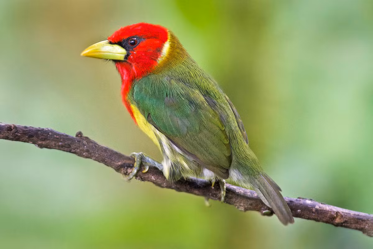 Trong thế giới rộng lớn này, luôn có một vài con giáp rất tốt bụng, thông minh, được mọi người khen ngợi và yêu mến. Hôm nay, chúng ta sẽ tiết lộ bí mật của 3 con giáp này và xem họ giành được cuộc sống tốt đẹp bằng trí thông minh và lòng tốt của mình như thế nào nhé! 