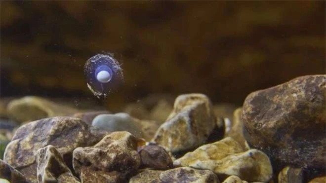 Tai sao sa giong hang dong giao phoi 7 nam mot lan lai ton tai den nay?-Hinh-6