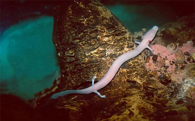 Tai sao sa giong hang dong giao phoi 7 nam mot lan lai ton tai den nay?-Hinh-2