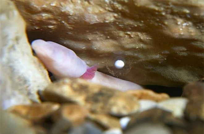 Tai sao sa giong hang dong giao phoi 7 nam mot lan lai ton tai den nay?-Hinh-4