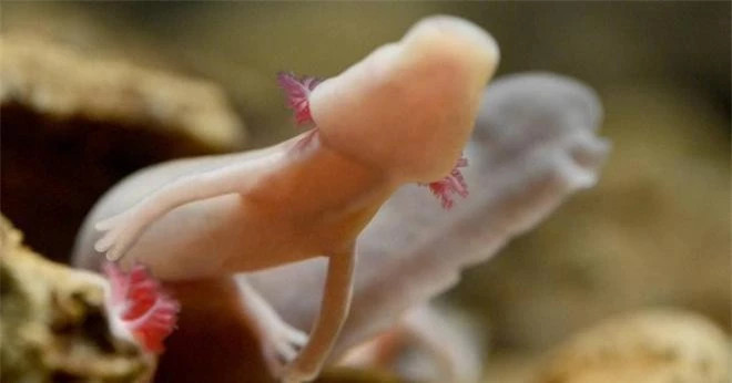 Tai sao sa giong hang dong giao phoi 7 nam mot lan lai ton tai den nay?