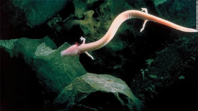 Tai sao sa giong hang dong giao phoi 7 nam mot lan lai ton tai den nay?-Hinh-3