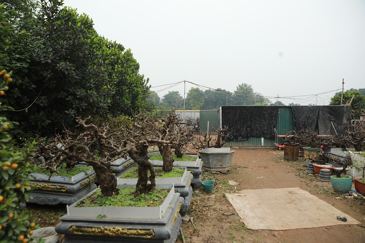 Mỗi nhà có một bí quyết riêng để kích thích sự sinh trưởng của đào. Theo anh Vụ, quan trọng nhất là giai đoạn kích thích sự sinh trưởng từ mầm lộc chuyển hóa thành mầm hoa của đào thất thốn (thời gian khoảng 3 tháng). Trong ảnh là vườn đào thất thốn của ông Lê Hàm, đối diện với vườn đào của anh Vụ.